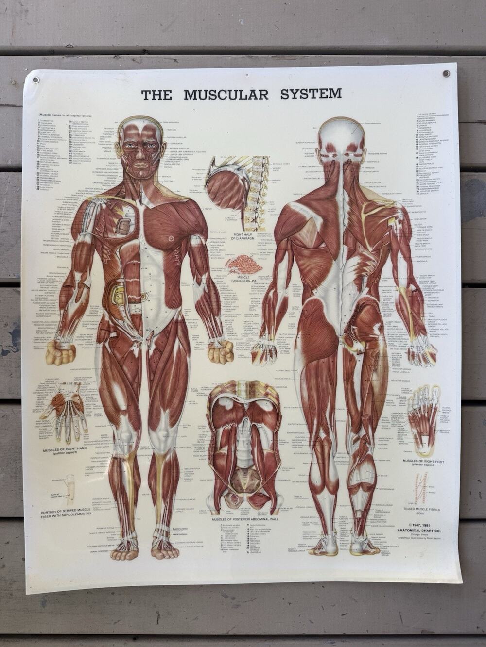 Vintage 1981 The Muscular System Anatomical Chart Co Peter Bachin Poster 20x26